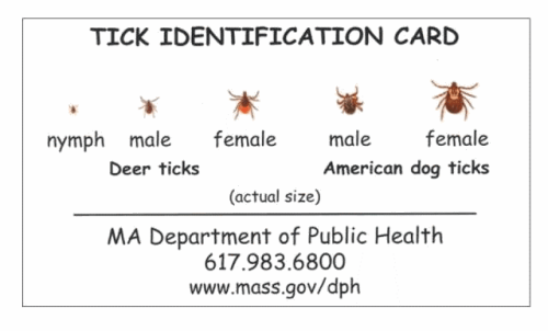 Tick Identification Card