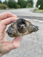 snapping turtle