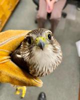 bird