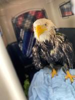 eagle