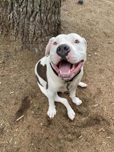 dog