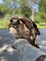 hawk
