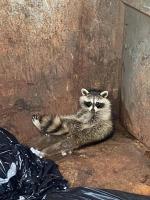 raccoon in dumpster