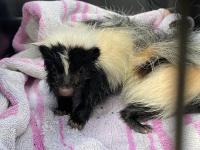 skunk