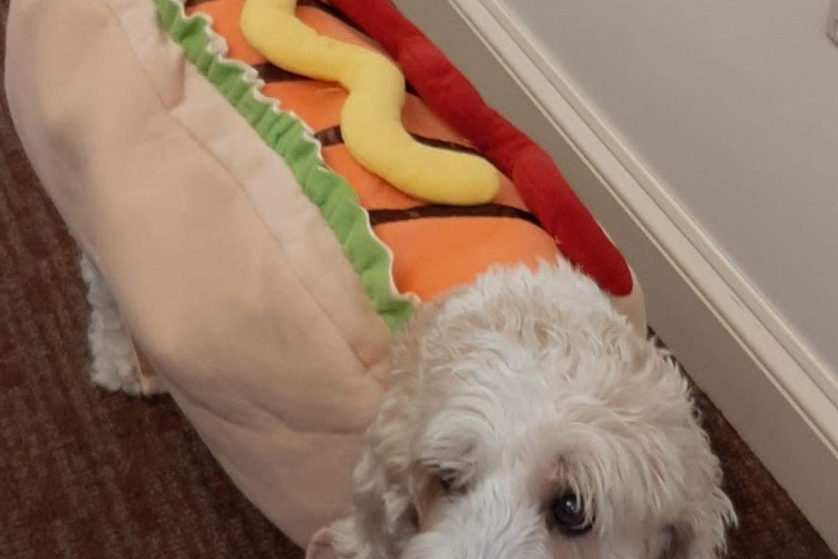White dog wears a hot dog costume