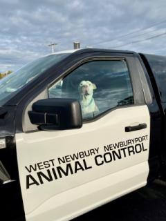 Animal Control