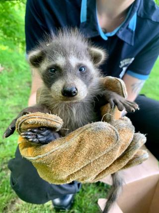 raccoon