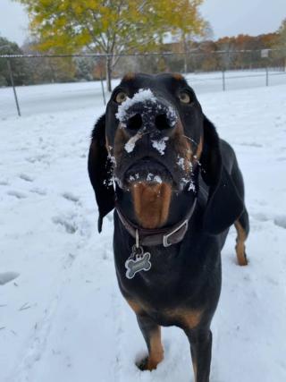 Dog