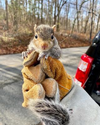 squirrel 